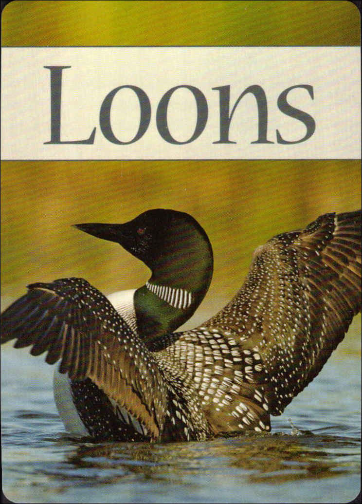 loons